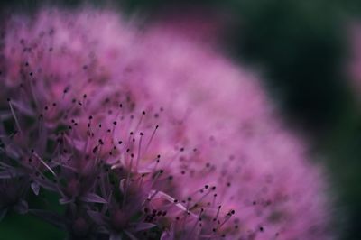 Close-up of purple flowers