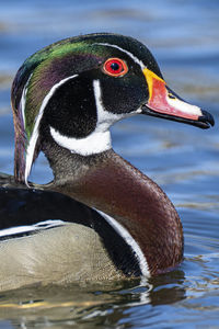 Close up wood duck swimming in lake