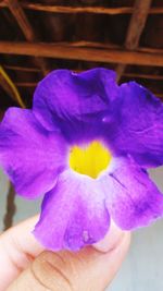 Close-up of hand holding purple flower