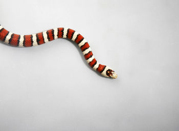 High angle view of gray-banded kingsnake on white background