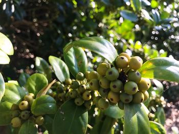 Close-up of berries growing on tree