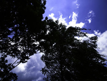 Low angle view of silhouette tree against sky