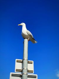 Low angle view of seagull perching