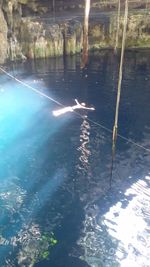 Birds swimming in lake