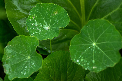 Close-up of raindrops on leaves