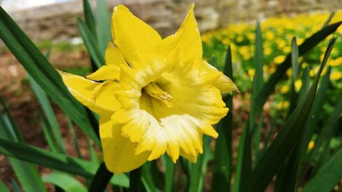 Close-up of yellow daffodil flower