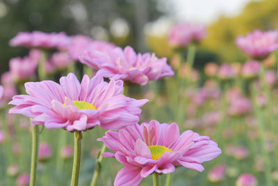 Close-up of pink flowering plant