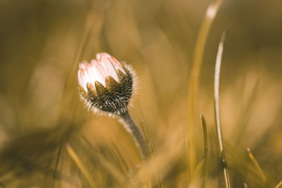 Close-up of dandelion flower on field