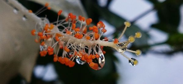 Close-up of orange butterfly on flower