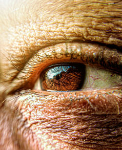 Close-up portrait of human eye