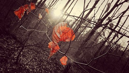 Low angle view of red leaf
