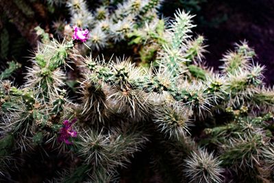 Close-up of plant