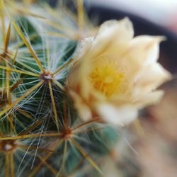 Close-up of flowers against blurred background