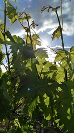 Low angle view of leaves against sky