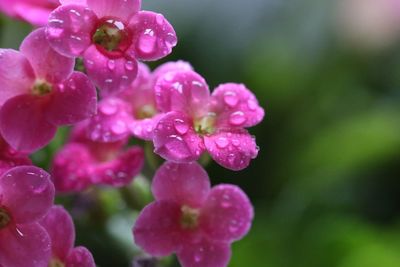 Close-up of wet flowers