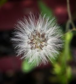 Close-up of dandelion on plant