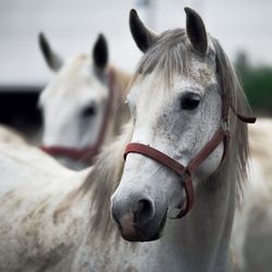 White horses at farm