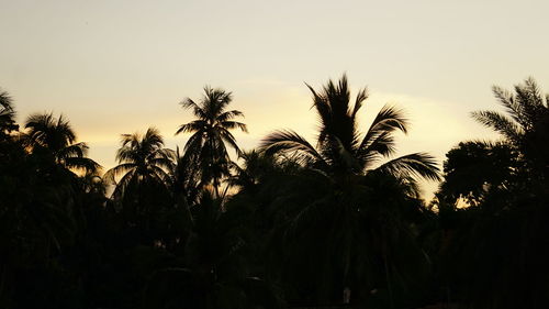 Low angle view of palm trees against sky during sunset