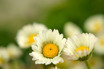 Close-up of white flowering plant