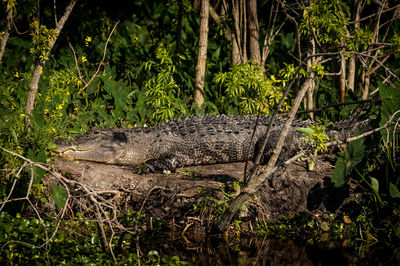 Side view of crocodile by plants and trees in forest