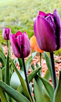 Close-up of purple tulip