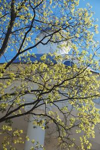 Low angle view of flowering tree against sky