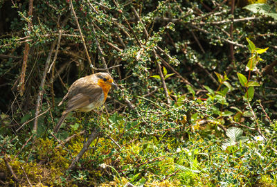Bird perching on tree trunk