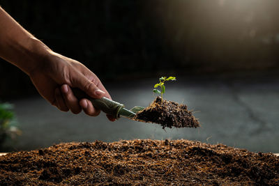 Cropped hand of person planting sapling