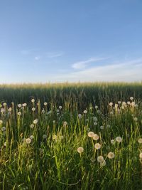 Dandelions in a field with clear sky behind