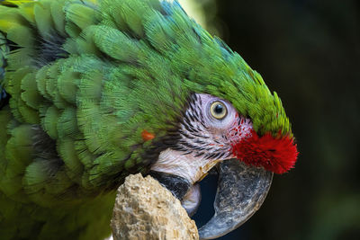 Amazona viridigenalis, a portrait red-fronted parrot, posing and biting, beautiful bird 