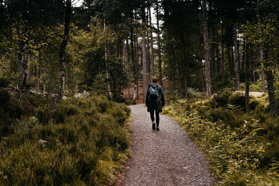 Rear view of hiker walking on pathway amidst trees in forest