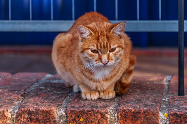 Portrait of ginger cat sitting on floor | ID: 149874404