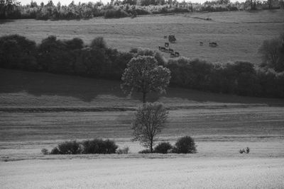 Trees on field against sky