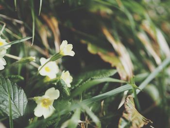 Close-up of white flowering plant
