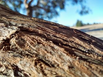 Close-up of tree trunk