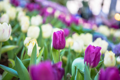 Close-up of flowers blooming outdoors