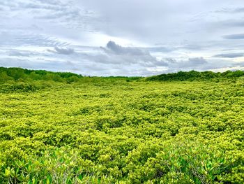 Scenic view of field against sky