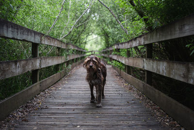 Woman walking on footbridge in forest