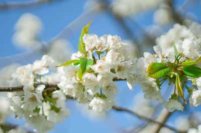 Close-up of white cherry blossom tree