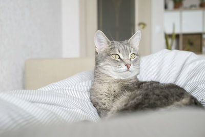 Close-up of cat lying on bed at home
