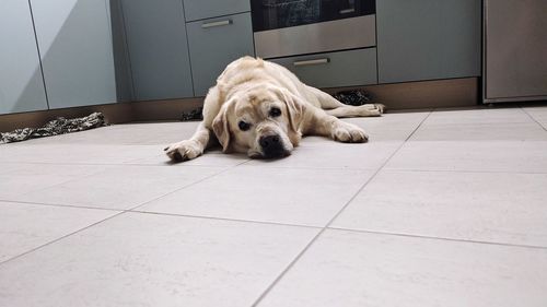 Portrait of dog relaxing on tiled floor at home