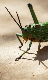 Close-up of insect on leaf