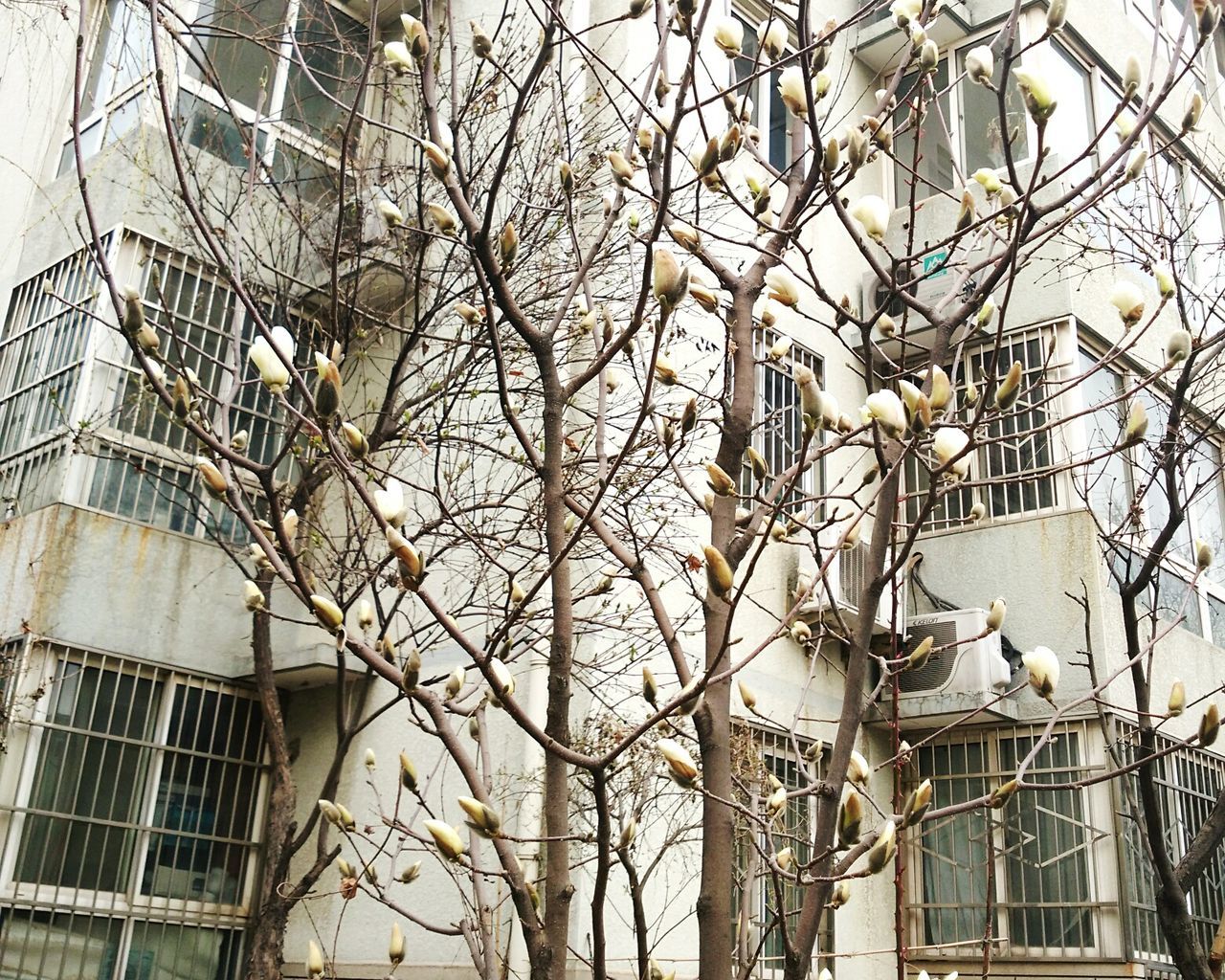 architecture, building exterior, built structure, low angle view, branch, bare tree, tree, window, building, residential building, house, residential structure, day, no people, city, growth, outdoors, ivy, glass - material, sky