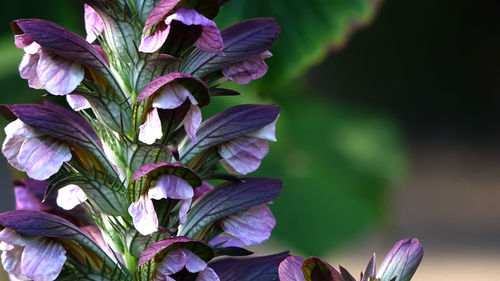 Close-up of purple flowering plant