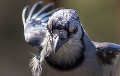 Close-up of a bird