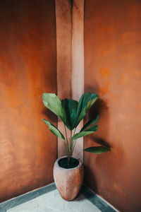 Close-up of potted plant on table against wall