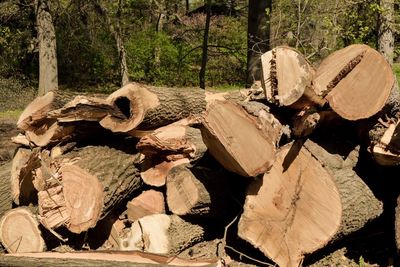 Close-up of log on tree trunk