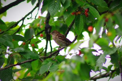 Low angle view of bird perching on tree