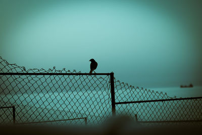 Silhouette of bird on fence against clear sky