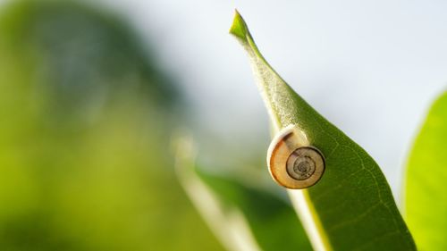 Close-up of snail on plant